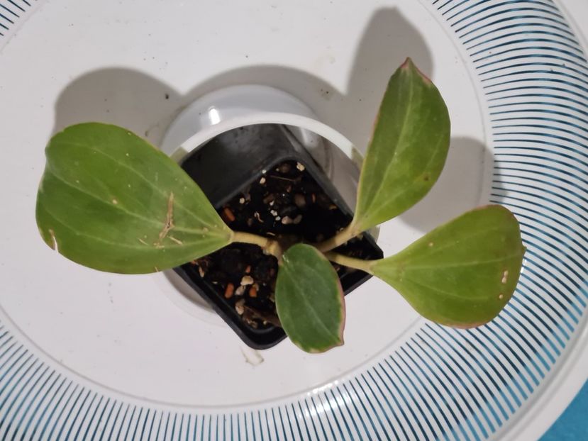  - Pachyclada albomarginata