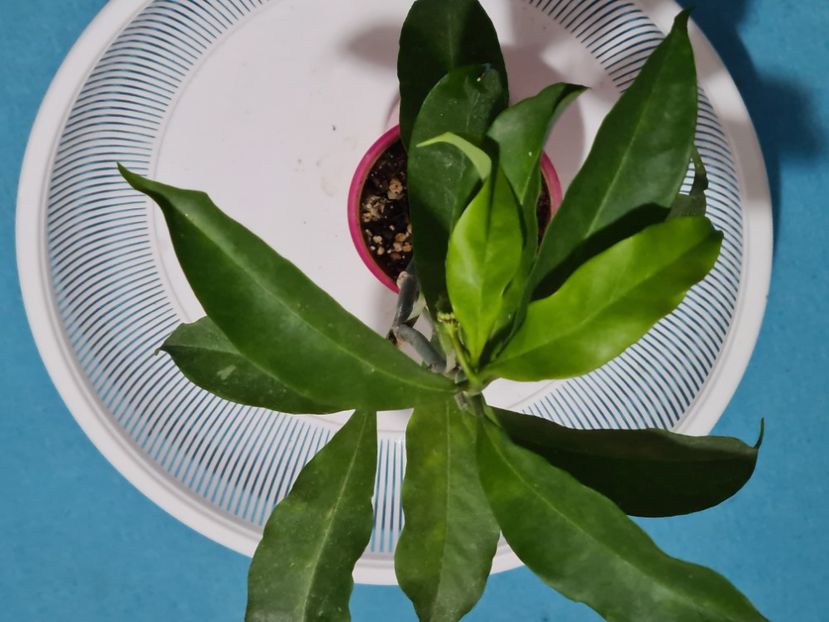  - Multiflora Javanica