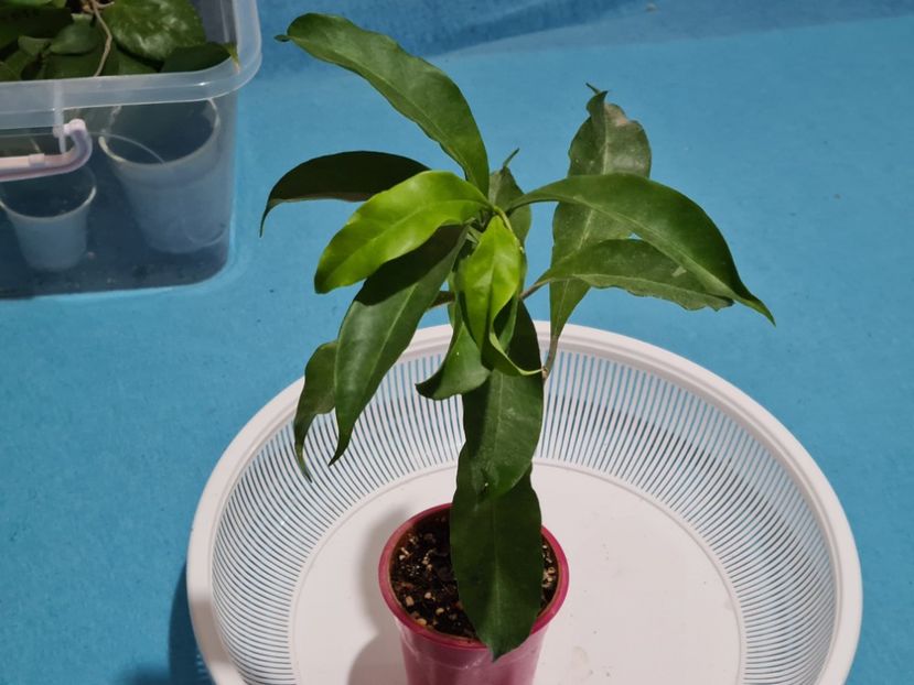  - Multiflora Javanica