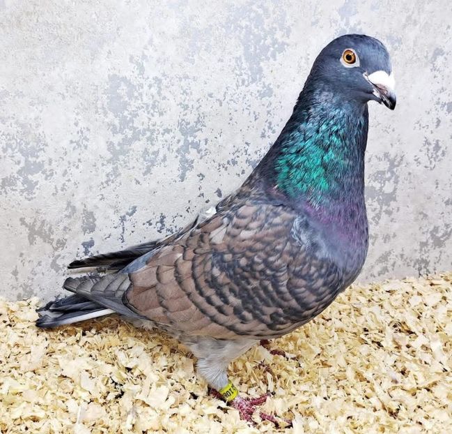  - Nu îmi aparțin 11