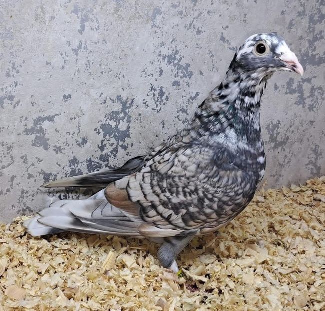  - Nu îmi aparțin 11