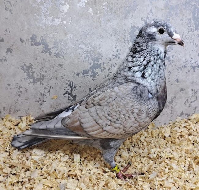  - Nu îmi aparțin 11