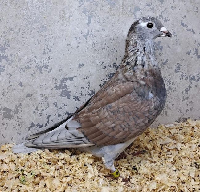  - Nu îmi aparțin 11