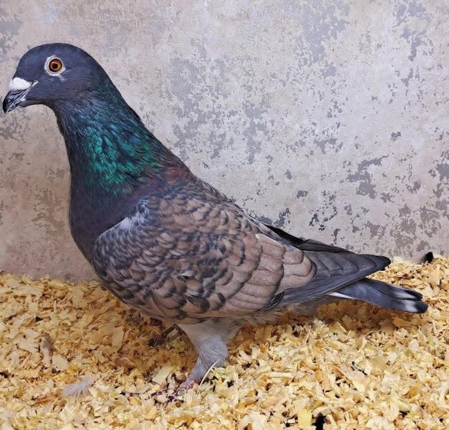  - Nu îmi aparțin 11