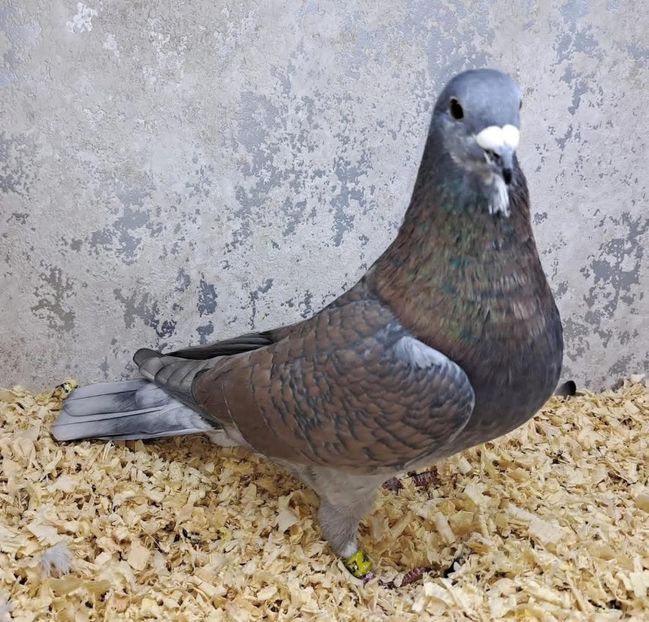  - Nu îmi aparțin 11