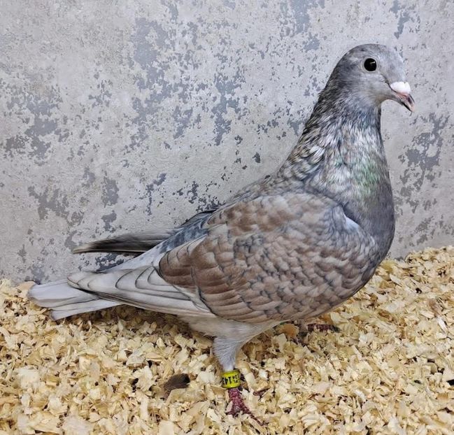  - Nu îmi aparțin 11