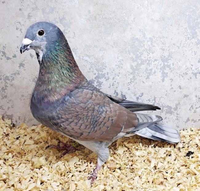  - Nu îmi aparțin 11