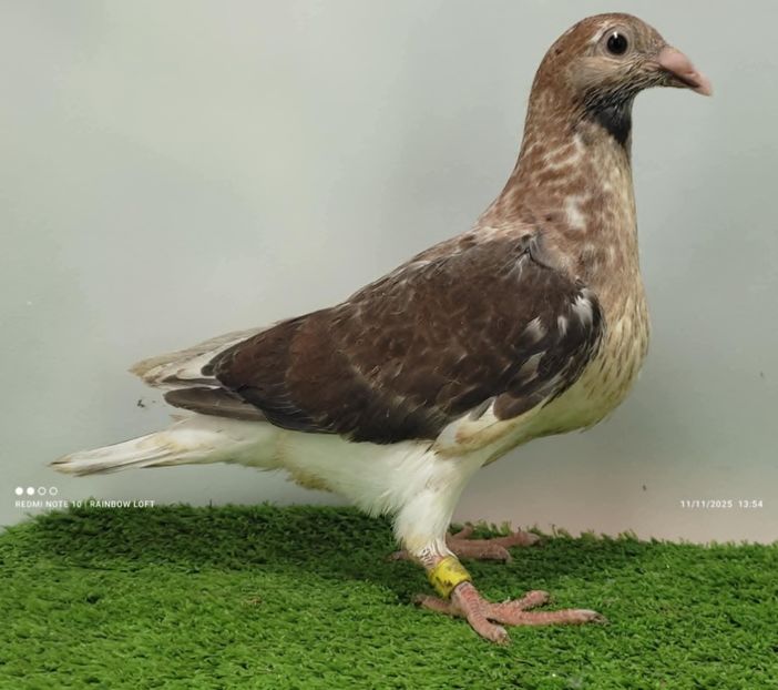  - Nu îmi aparțin 11