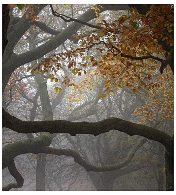 ♡ ɴᴏᴠᴇᴍʙᴇʀ 11 » - Incredibly Nostalgic