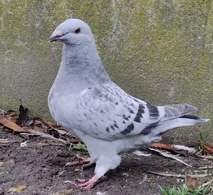 48 - c- MLODE 2025 YOUTH