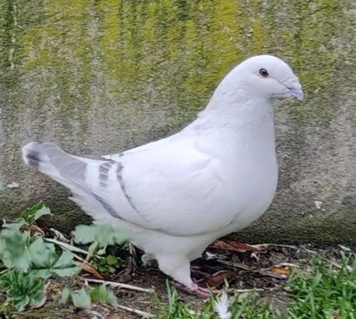 15 (M.) ARCHIWUM - c- MLODE 2025 YOUTH