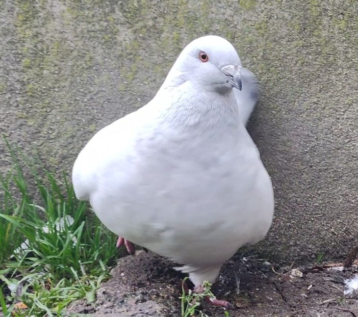 17 - c- MLODE 2025 YOUTH