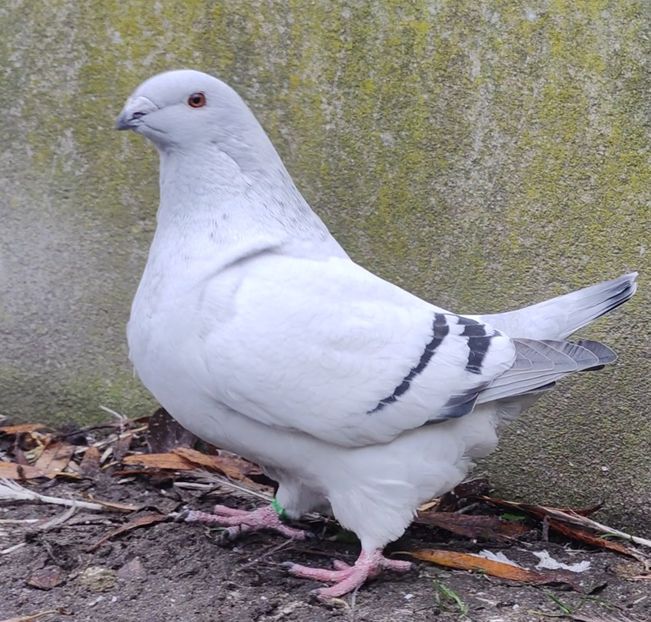 17 - c- MLODE 2025 YOUTH