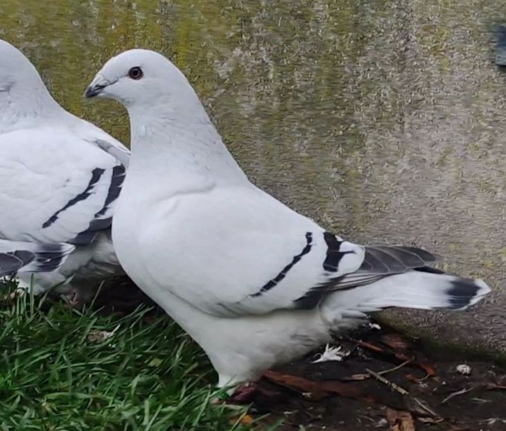 24 - c- MLODE 2025 YOUTH