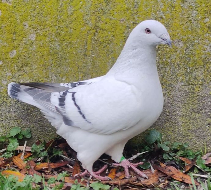 24 - c- MLODE 2025 YOUTH