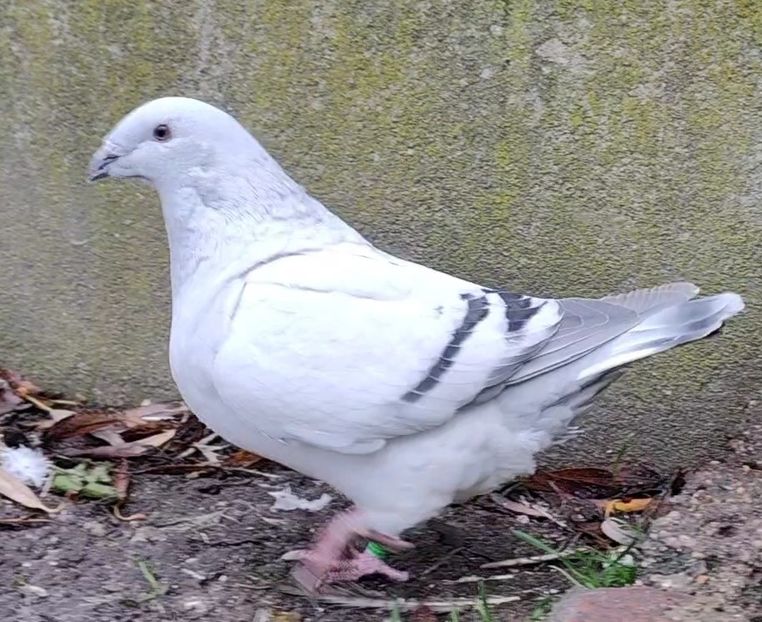 25 - c- MLODE 2025 YOUTH