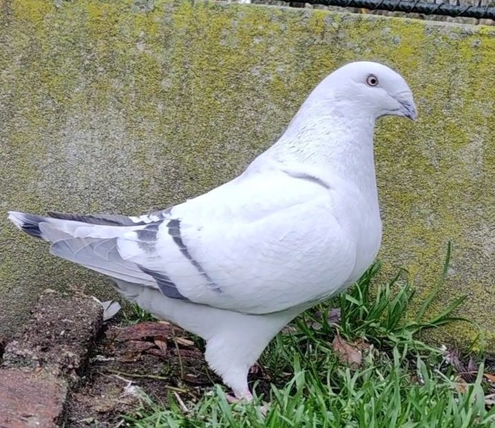 27 - c- MLODE 2025 YOUTH