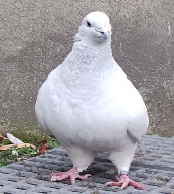 PL24-JRS48 - a- SAMCE- Males