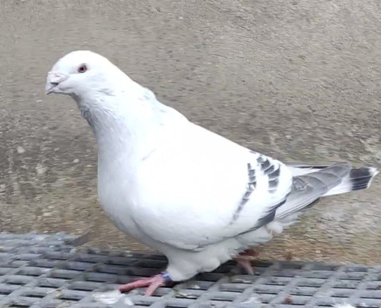 PL24-JRS48 - a- SAMCE- Males