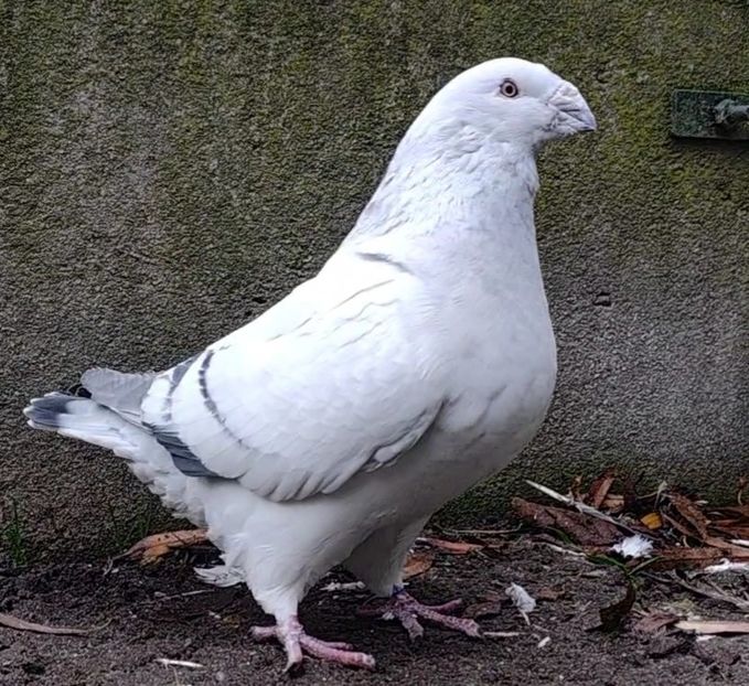 PL24-JRS1 - a- SAMCE- Males