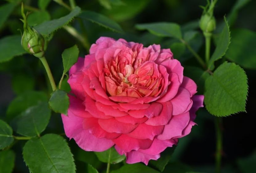 Emma Bridgewatter. - Trandafiri Pomisor