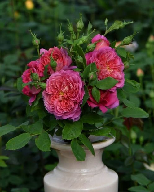 Emma Bridgewatter - Trandafiri Pomisor