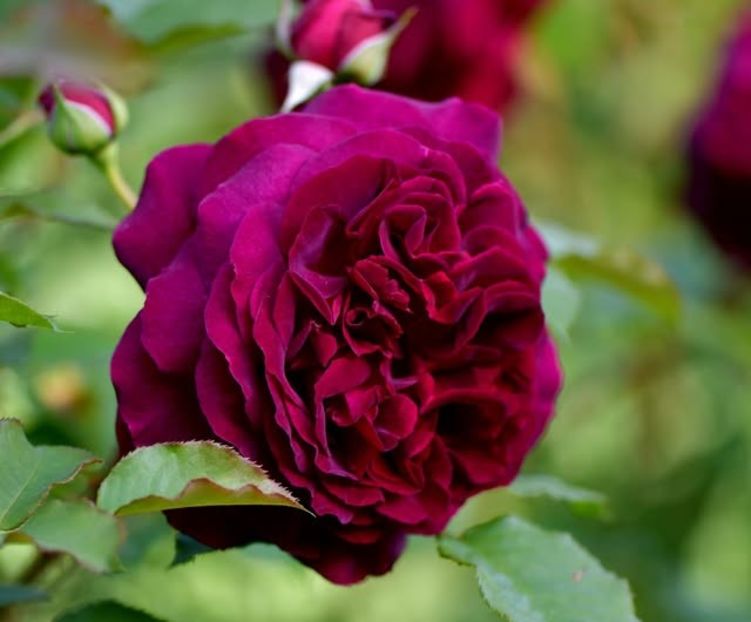 Munstead Wood. - Trandafiri Pomisor