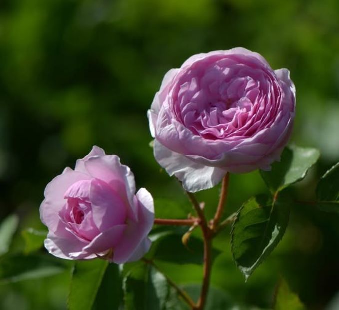 Olivia Austin - Trandafiri Pomisor