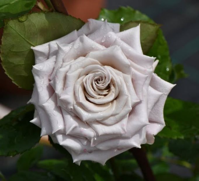 Menta, - Trandafiri Pomisor