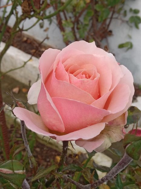  - SEPTEMBRIE-OCTOMBRIE - NOIEMBRIE