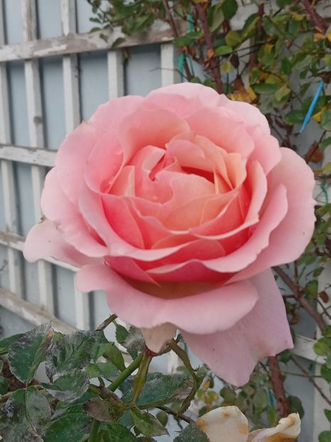  - SEPTEMBRIE-OCTOMBRIE - NOIEMBRIE