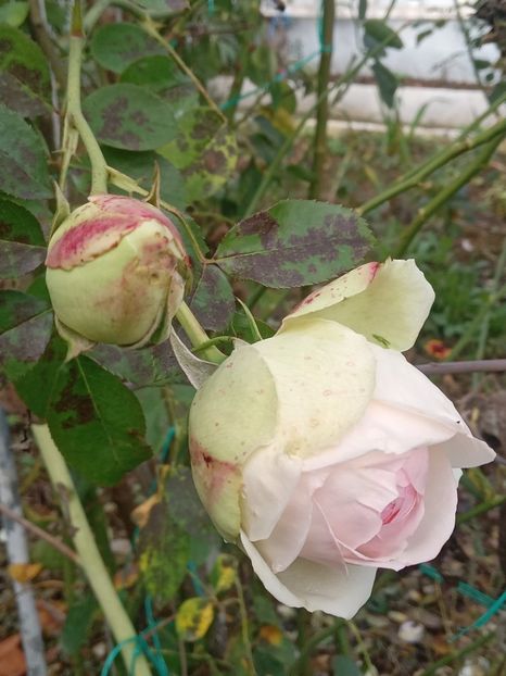  - SEPTEMBRIE-OCTOMBRIE - NOIEMBRIE