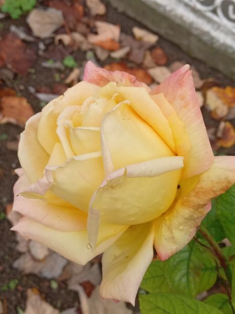  - SEPTEMBRIE-OCTOMBRIE - NOIEMBRIE