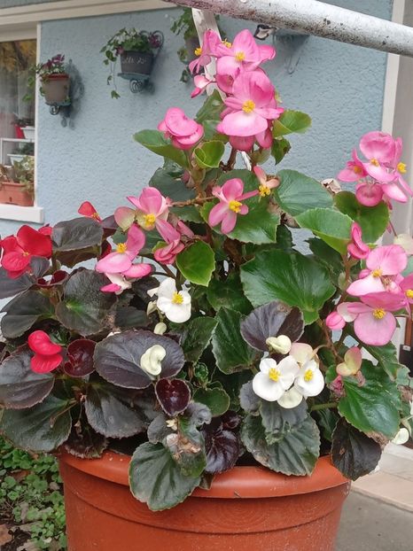  - SEPTEMBRIE-OCTOMBRIE - NOIEMBRIE