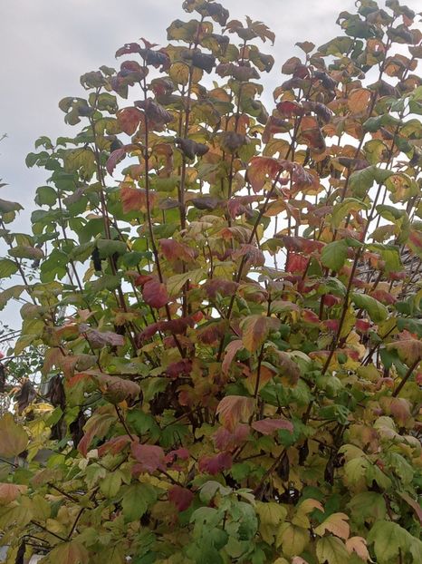  - SEPTEMBRIE-OCTOMBRIE - NOIEMBRIE