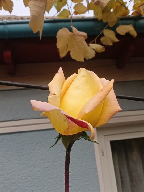  - SEPTEMBRIE-OCTOMBRIE - NOIEMBRIE