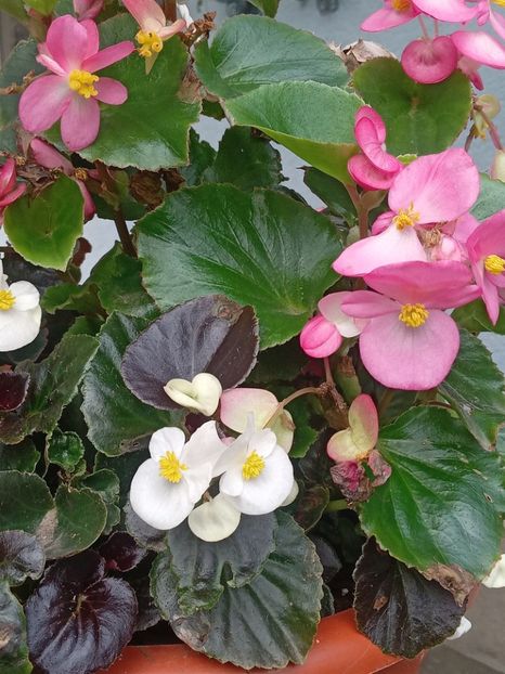  - SEPTEMBRIE-OCTOMBRIE - NOIEMBRIE