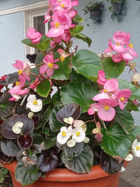  - SEPTEMBRIE-OCTOMBRIE - NOIEMBRIE