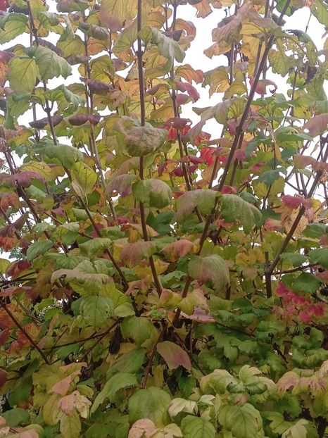  - SEPTEMBRIE-OCTOMBRIE - NOIEMBRIE