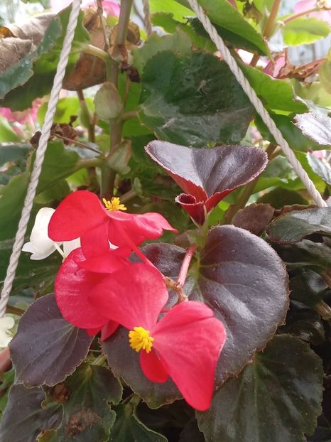  - SEPTEMBRIE-OCTOMBRIE - NOIEMBRIE