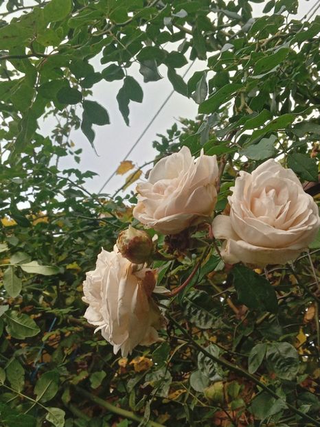  - SEPTEMBRIE-OCTOMBRIE - NOIEMBRIE