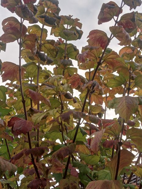  - SEPTEMBRIE-OCTOMBRIE - NOIEMBRIE