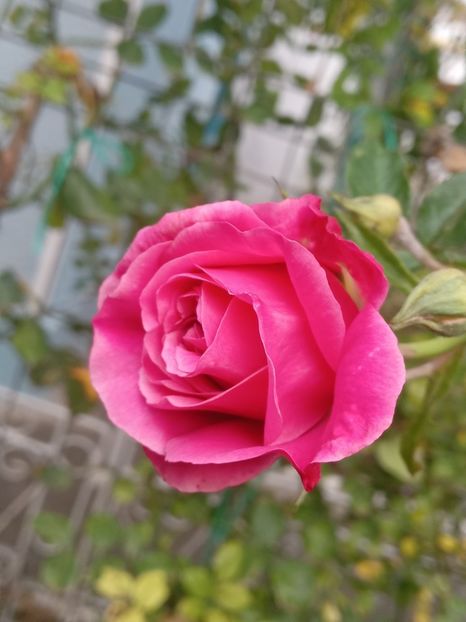  - SEPTEMBRIE-OCTOMBRIE - NOIEMBRIE