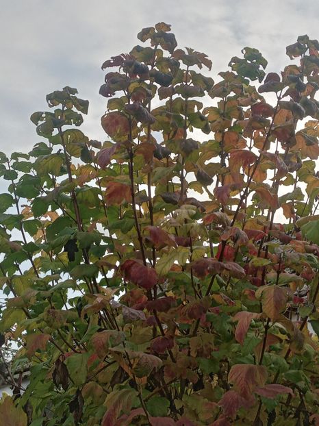  - SEPTEMBRIE-OCTOMBRIE - NOIEMBRIE