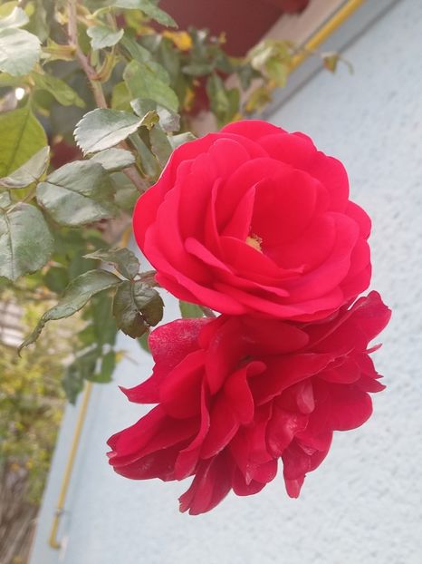  - SEPTEMBRIE-OCTOMBRIE - NOIEMBRIE