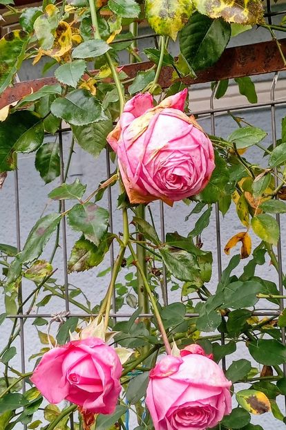 20251112_091509~2 - SEPTEMBRIE-OCTOMBRIE - NOIEMBRIE