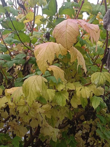  - SEPTEMBRIE-OCTOMBRIE - NOIEMBRIE