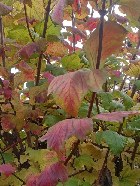  - SEPTEMBRIE-OCTOMBRIE - NOIEMBRIE