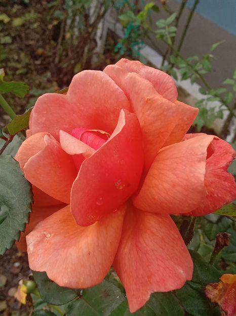  - SEPTEMBRIE-OCTOMBRIE - NOIEMBRIE