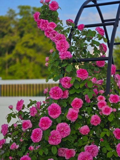 Gertrude Jekyll (urcator) 70 lei - Primavara 2026